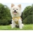 Pet vest