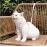 Pet vest