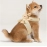 Cat leash plush bunny outdoor pet chest and back cat leash cat chain cat leash pet supplies