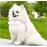 Lace cat outdoor leash, small dog anti slip chest harness, all season universal breathable pet supplies