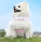 Lace cat outdoor leash, small dog anti slip chest harness, all season universal breathable pet supplies